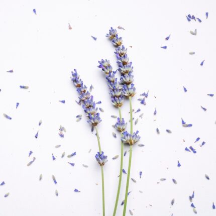 Purple,Lavender,Flowers,With,Leaves,On,White,Background,Top,View